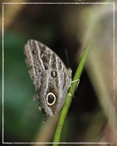 JUNGLE, ANDEAN AND HIGH PLATEAU